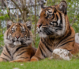 Burgers Zoo Package 3 days_3